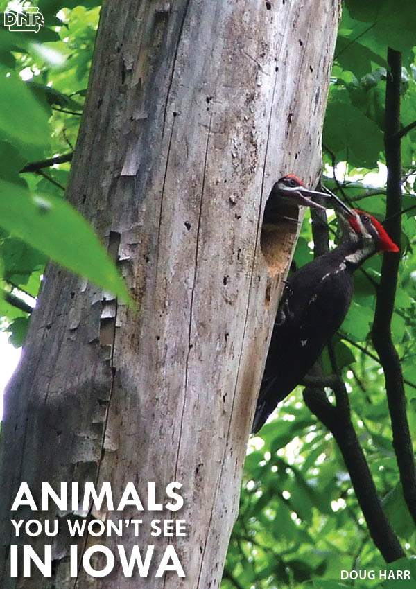 The pileated woodpecker is one animal that's tough to get a glimpse of in Iowa - learn about it and 8 others